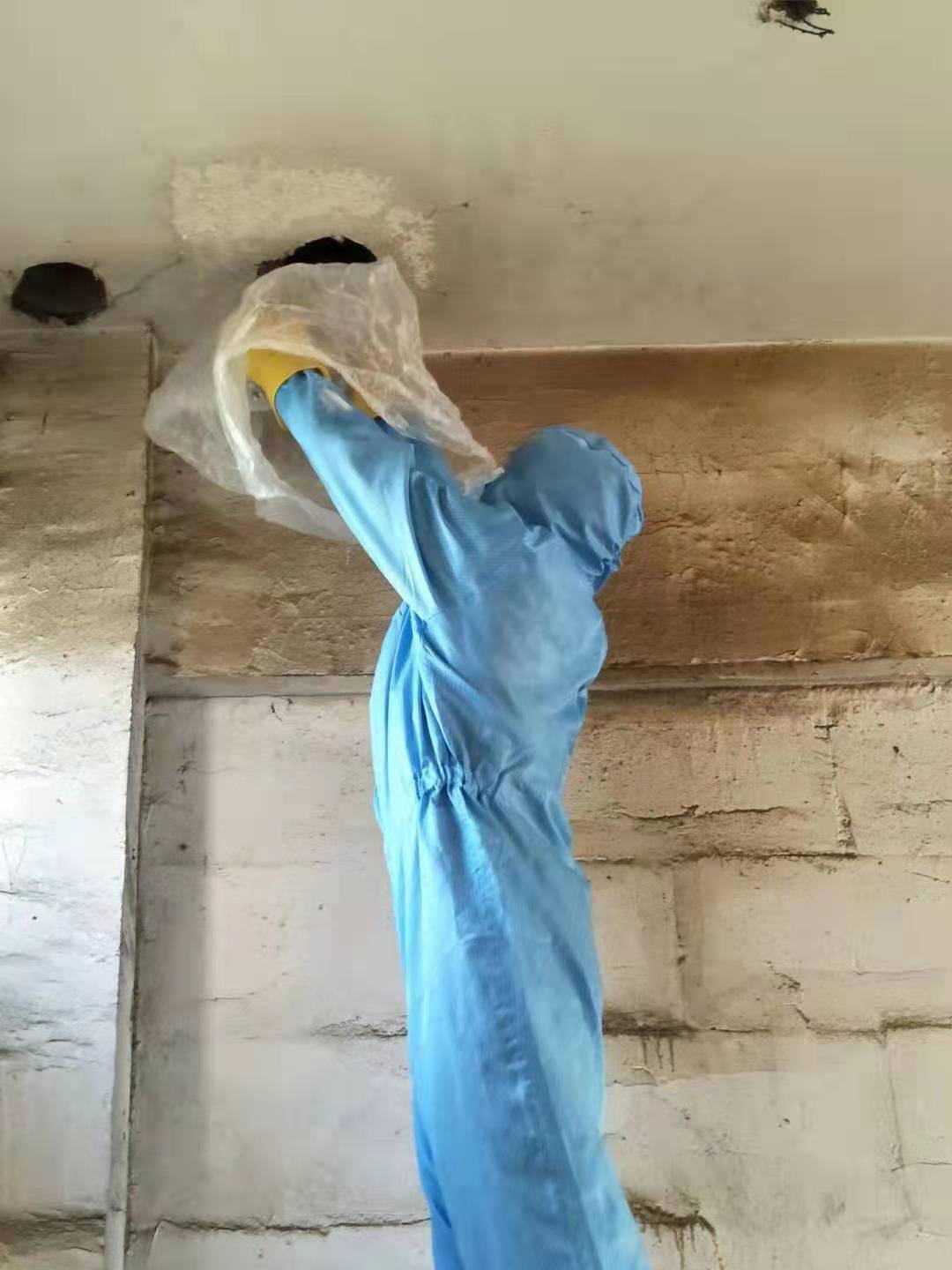 资阳除虫